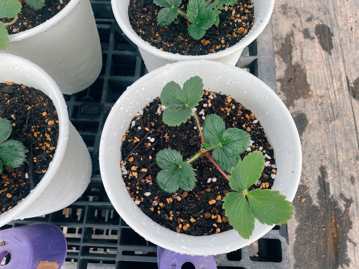今日はいちごのお手入れ🍓

周りの葉に比べて色が薄く、
黄緑色がかっている古くなった葉を
”手でやさしくスライドして”取り除きました🍃

株の健康維持のためにも古い葉はそのままにせず取り除きましょう🍃
ポイントは、引っ張らずにスライドさせること！