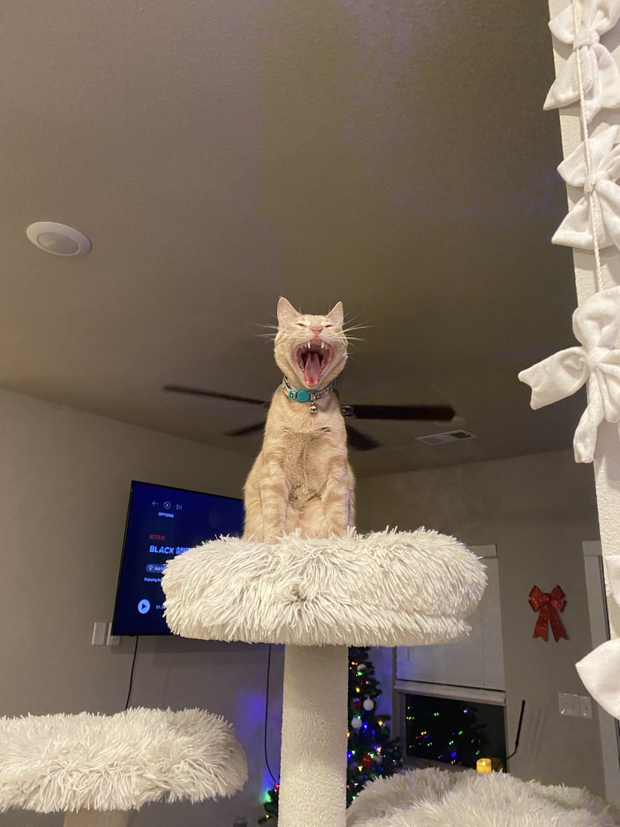 🌸Harlow🌸 @TFF!!! tweet media