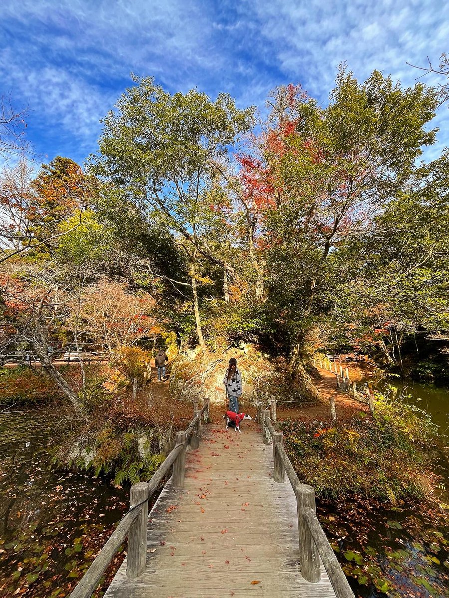 Dreamcase tweet media