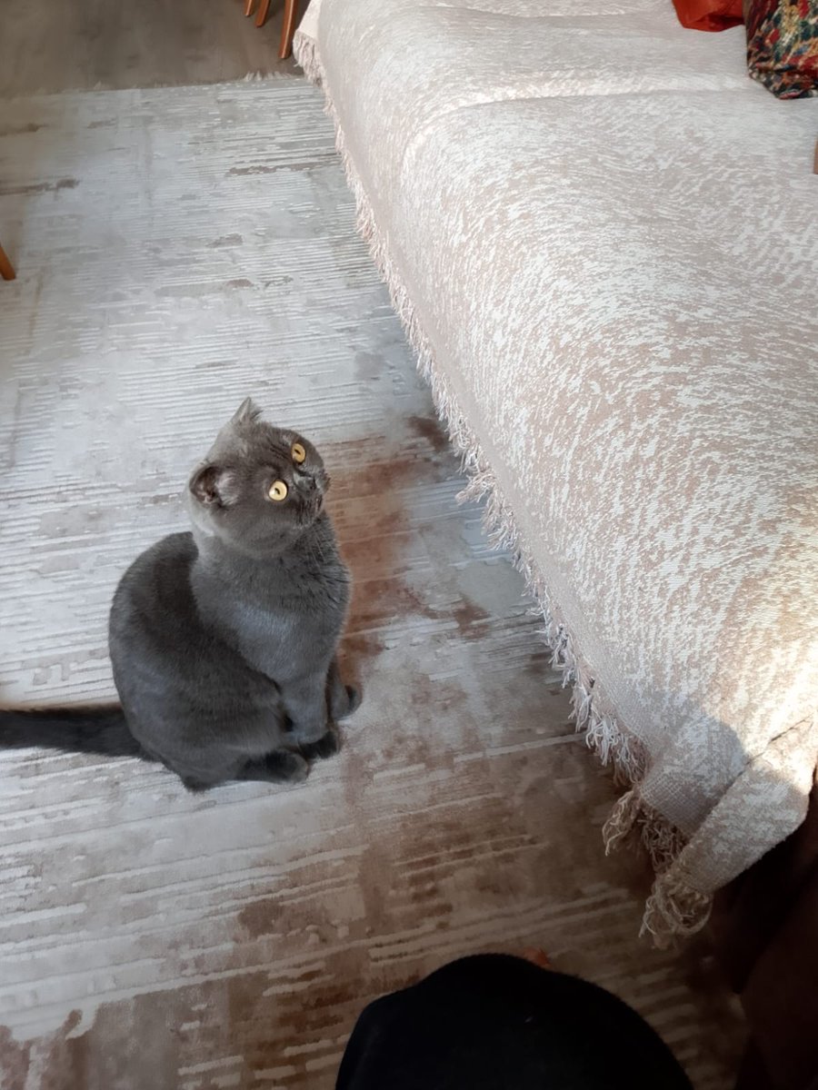 Catslovers tweet media