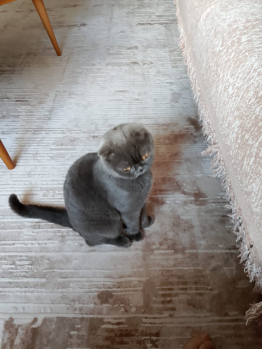 Catslovers tweet media