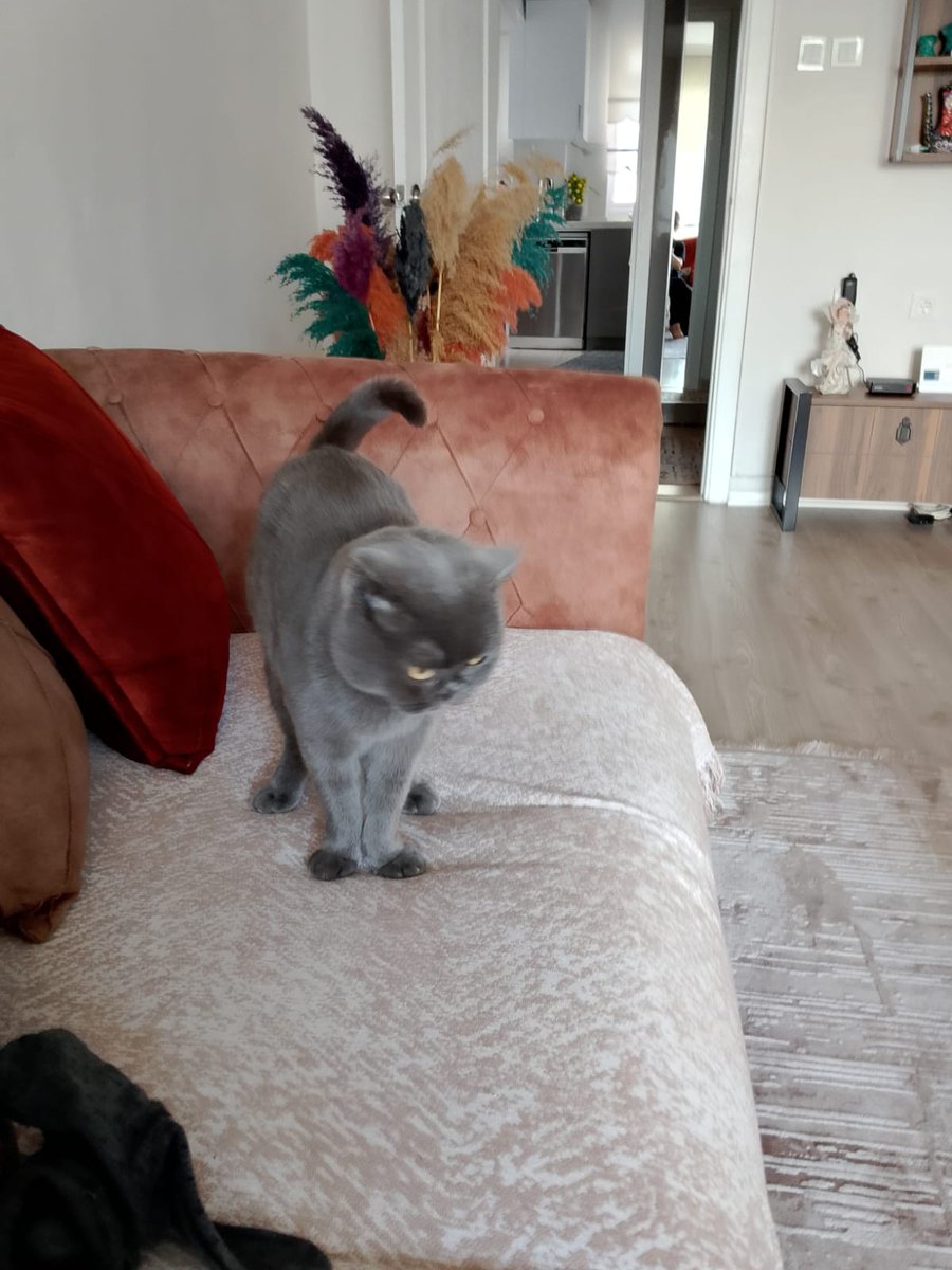 Catslovers tweet media