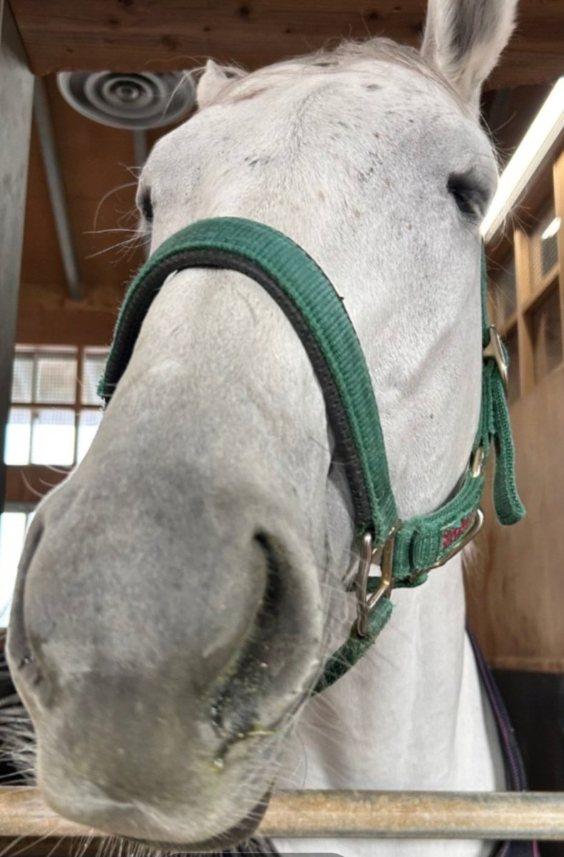 ぱんさ🐴競馬 (@keiba_pansa) / Posts and Replies / X