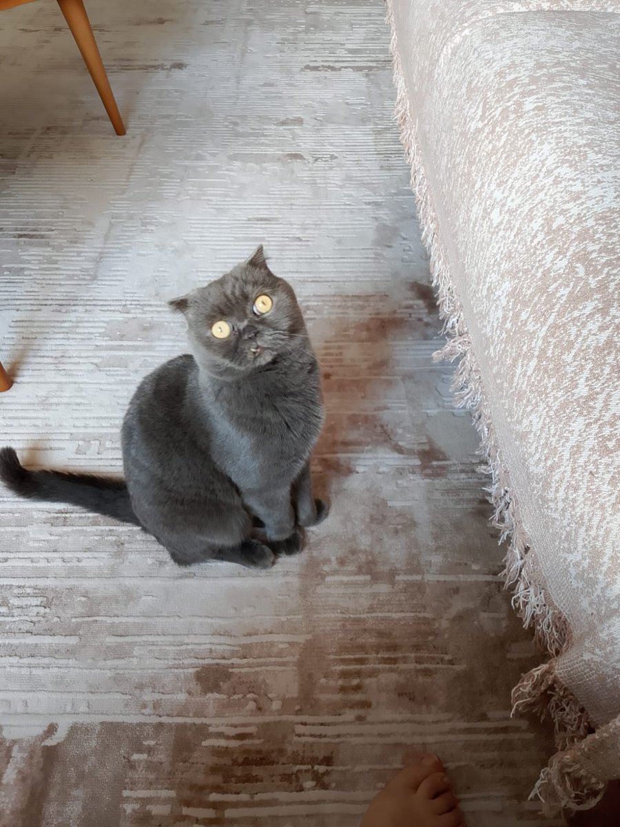 Catslovers tweet media