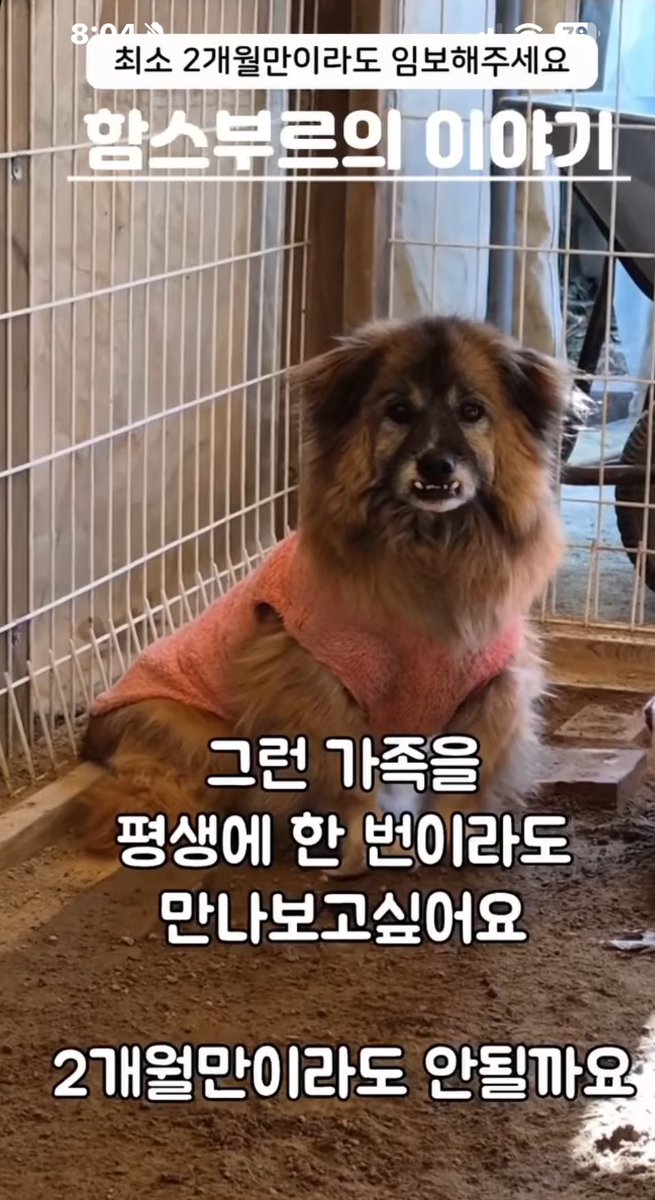 글씨미 강아지 임보처 찾아요🥹

instagram.com/reel/DSUTS4lk-…