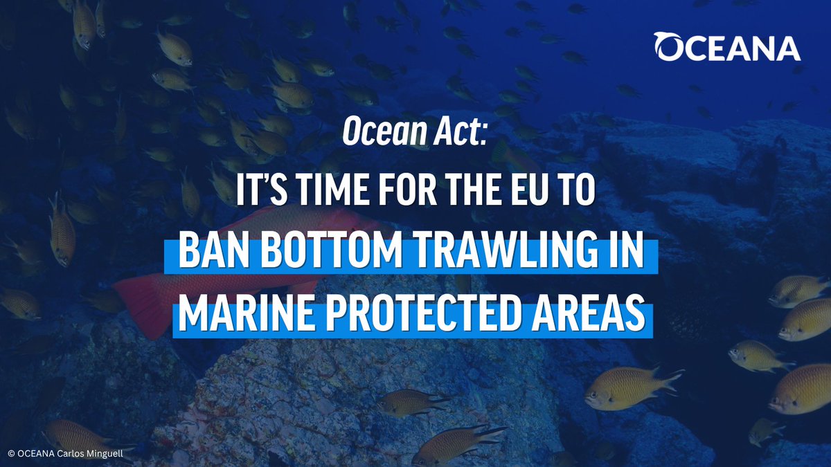OceanaEurope's tweet photo. The EU must lead by example with simpler rules to #BanBottomTrawling in #MarineProtectedAreas in the #OceanAct!🪸🐟
Properly protecting MPAs restores marine life, strengthens climate resilience, supports sustainable fisheries, and a thriving #BlueEconomy. https://t.co/vgg9l5DKuS