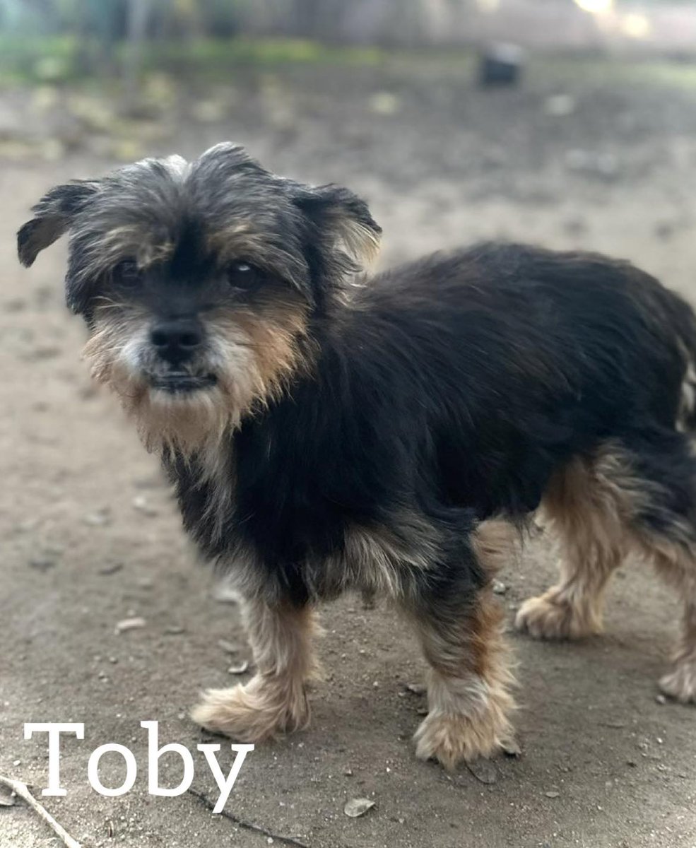 SosAbuelos1's tweet image. #TOLEDO
#TOBY tiene 12 años. Es muy bueno y tremendamente cariñoso.

Llegó en muy mal estado, todo apunta a que ha sufrido en el pasado. Por eso, si te acercas de forma brusca, se asusta y puede reaccionar por miedo. Pero cuando te acercas con suavidad y respeto, se muestra dulce