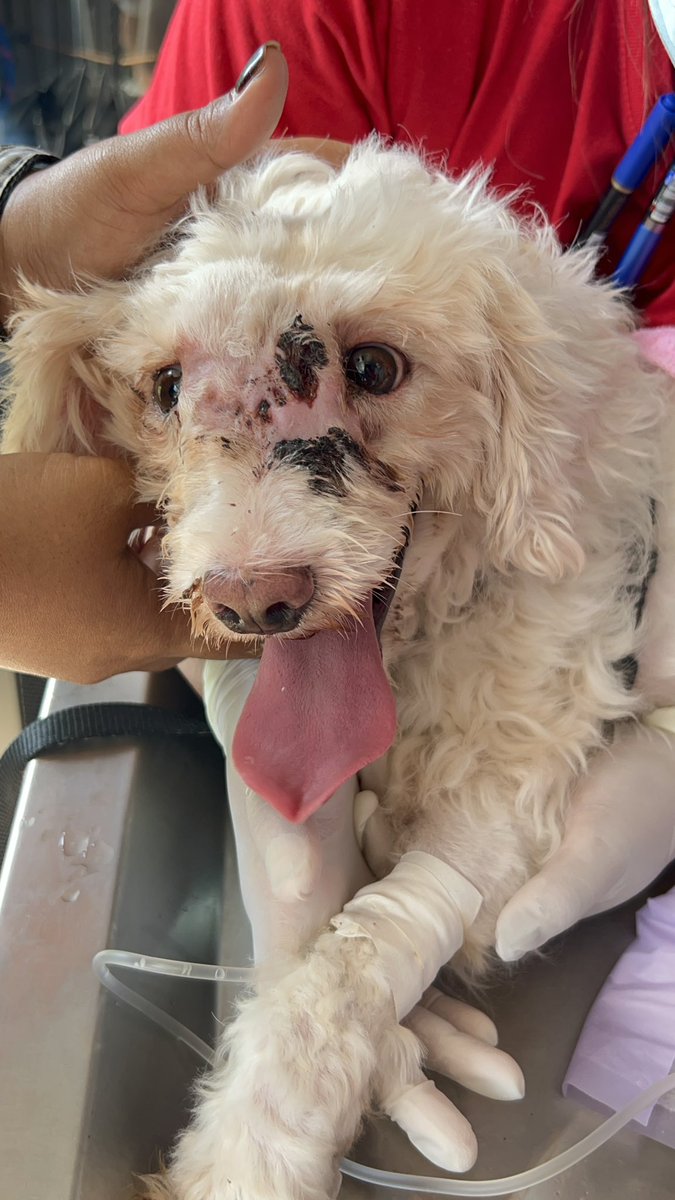 NiallHarbison's tweet photo. We’ve managed to save her eyes and her life with 3 weeks of chemo to come. 

We called her Doodle. Love can do a lot for dogs but in this case it was skilled vets and powerful medicines. She will make a full recovery 🥰🙏 (6/6) https://t.co/KWgqQZ5rb8