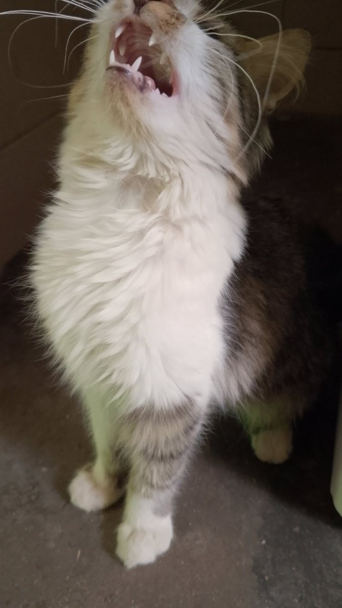 ImairoM's tweet photo. @sillykittiesco Meow https://t.co/INRiEi46nA