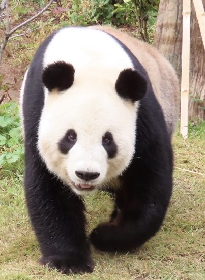 ちーじー🐼🌼 (@mutasokj) / Posts / X