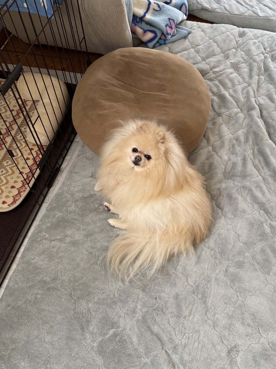 Post by 大福ちゃん🐶ポメラニアン on X: ﾎﾟﾒﾎﾟﾒ