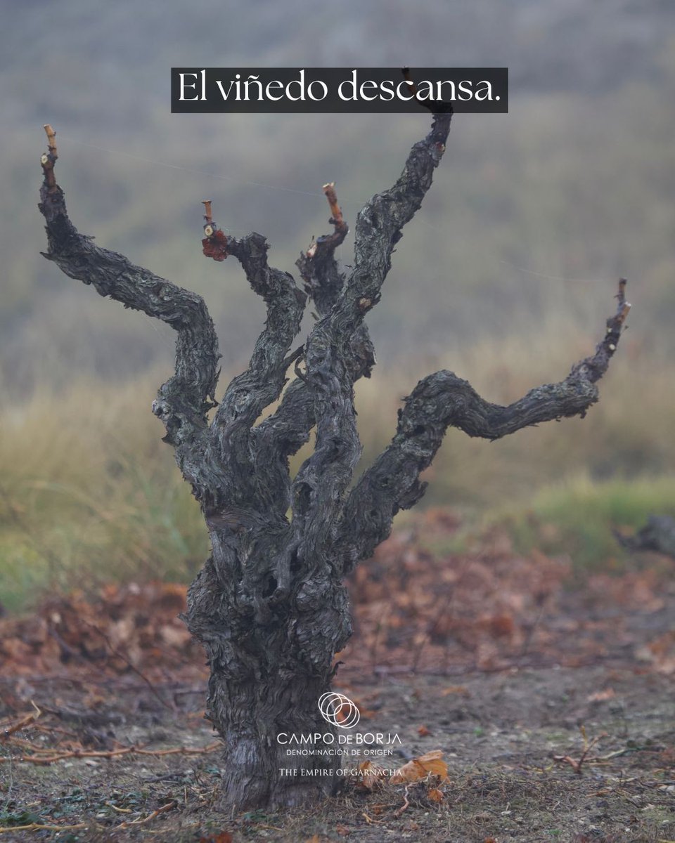 DOP Campo de Borja tweet media