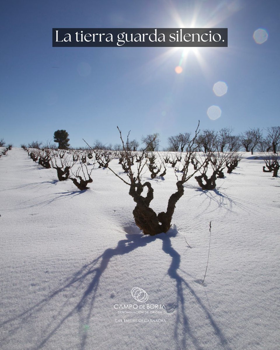 DOP Campo de Borja tweet media