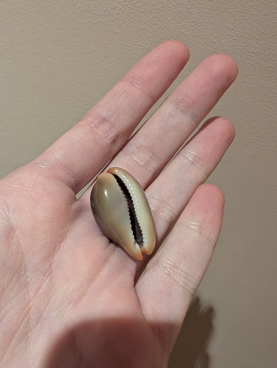 slothdive's tweet image. encontré esta porcelana mediterránea (luria lurida), los cauríes o cipreas fueron los que posteriormente dieron su nombre a la cerámica fina en europa por las similitudes en su brillo y textura, y en algunos contextos neolíticos se documenta su uso como herramienta de impresión