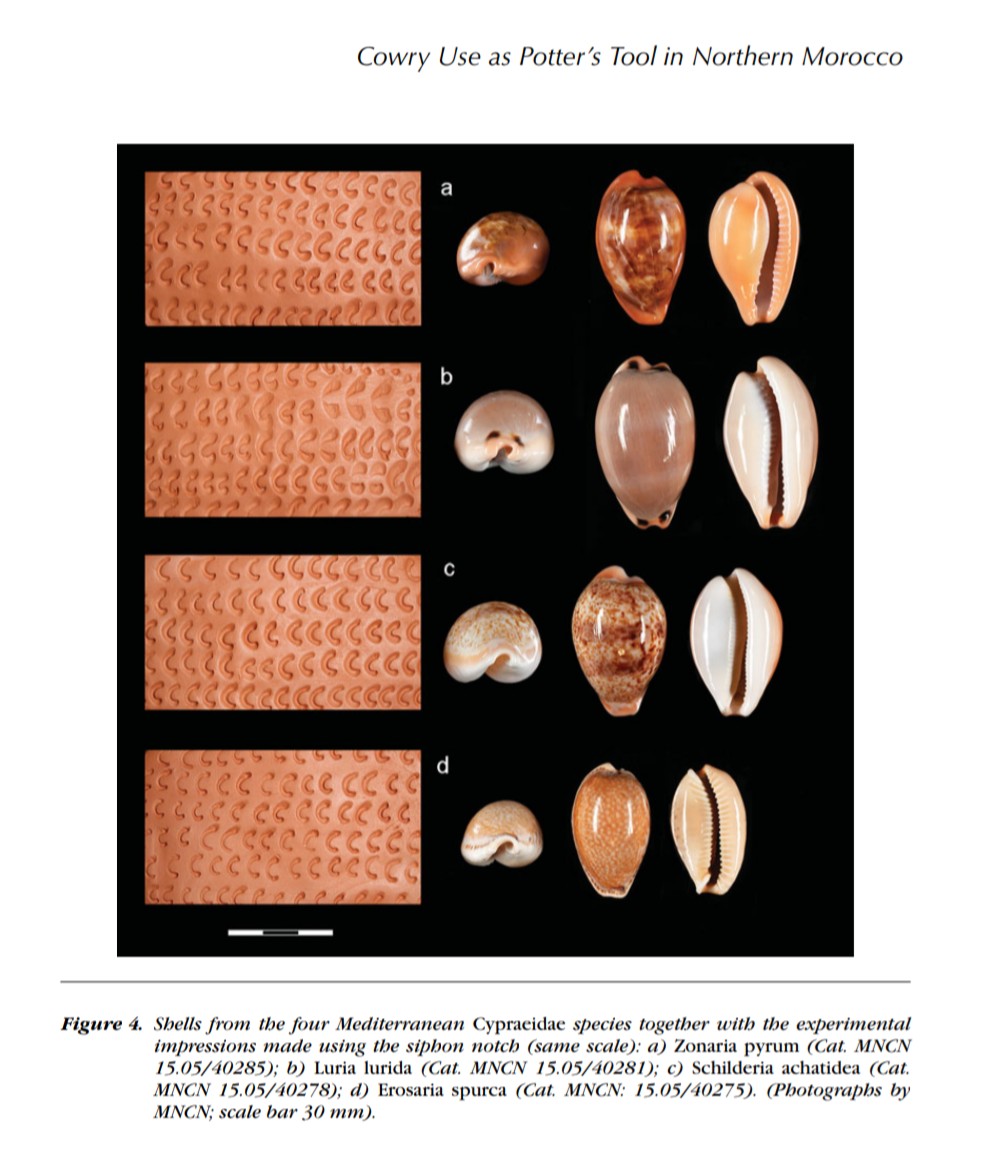 slothdive's tweet image. encontré esta porcelana mediterránea (luria lurida), los cauríes o cipreas fueron los que posteriormente dieron su nombre a la cerámica fina en europa por las similitudes en su brillo y textura, y en algunos contextos neolíticos se documenta su uso como herramienta de impresión