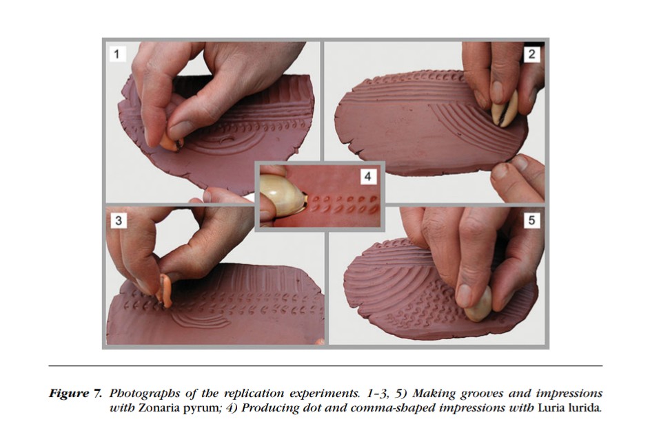 slothdive's tweet image. encontré esta porcelana mediterránea (luria lurida), los cauríes o cipreas fueron los que posteriormente dieron su nombre a la cerámica fina en europa por las similitudes en su brillo y textura, y en algunos contextos neolíticos se documenta su uso como herramienta de impresión