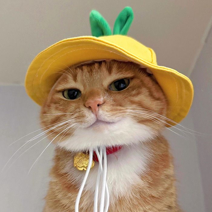 Cats all the way (@nekocatts) on Twitter photo 