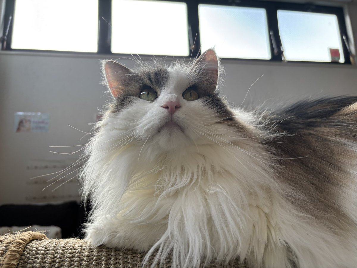 4ニャンズママ(＊プロフ更新＊)ページ 2025年最後の抽選会開始まで 残り2日となりました🐈 皆さまのご来店