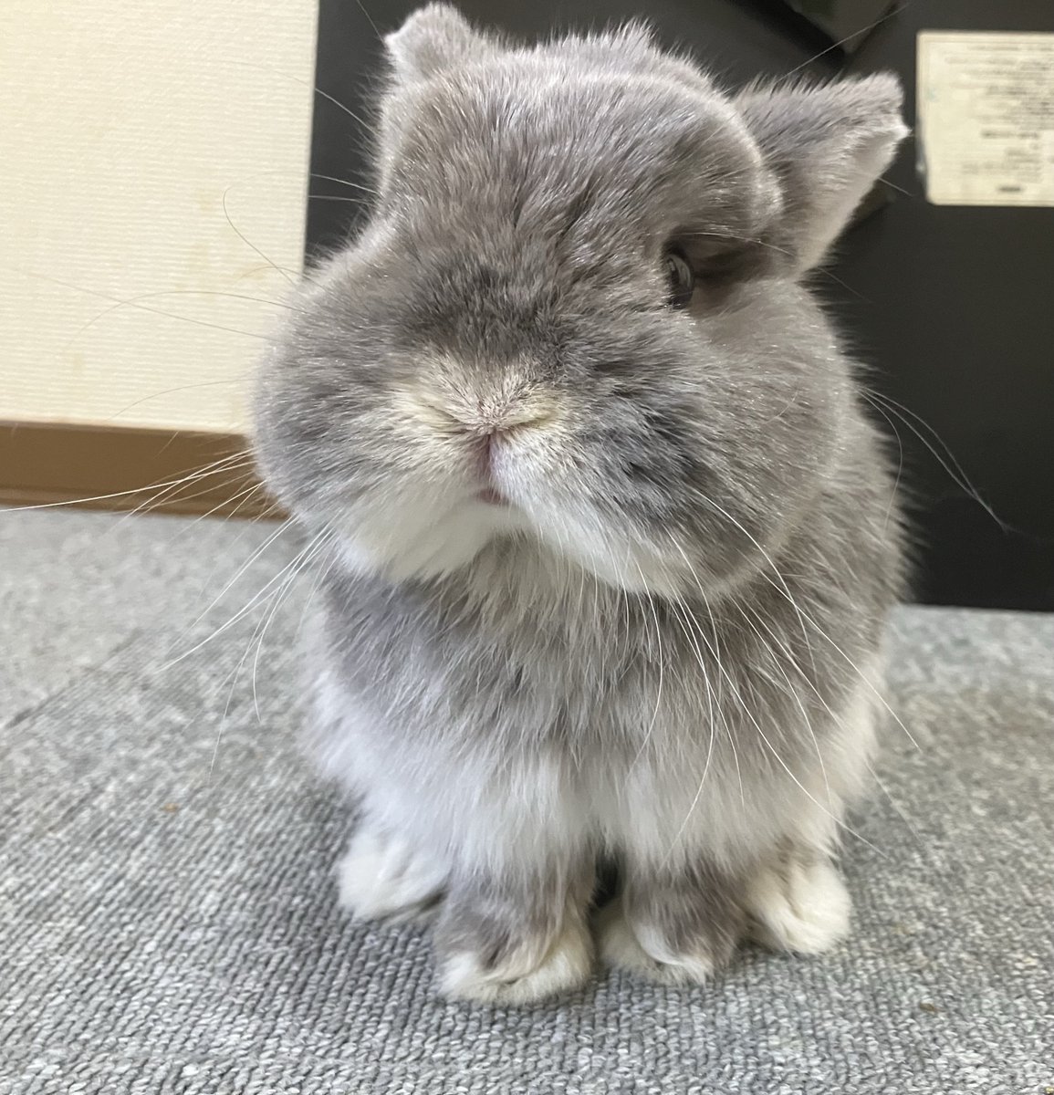 うさぎXうさぎ Post by まーちゃん on X: 🍙 #うさぎ