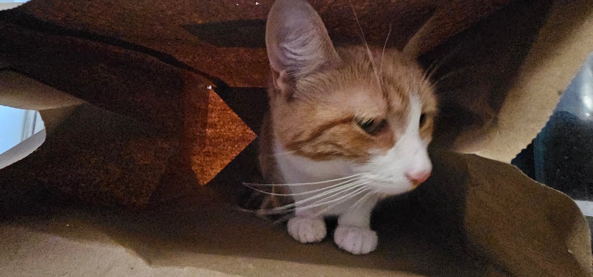 Runa_Raven1's tweet photo. My little bag kitty 😍 🐾🐾🐈
#catlover #gingercats #CatsOfX #meow #GoodVibes #AnimalLovers #pets #kittylover #cutecats https://t.co/zKYsxTjlz2