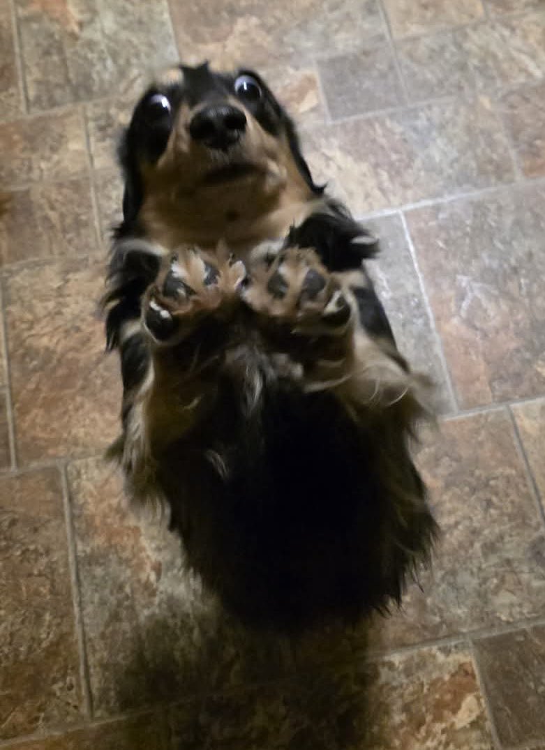 PichaelMarkes's tweet image. His name is Toad, and he kind of looks like he’s casting spells at you in this picture 

#Dogs #Wizard #Funny