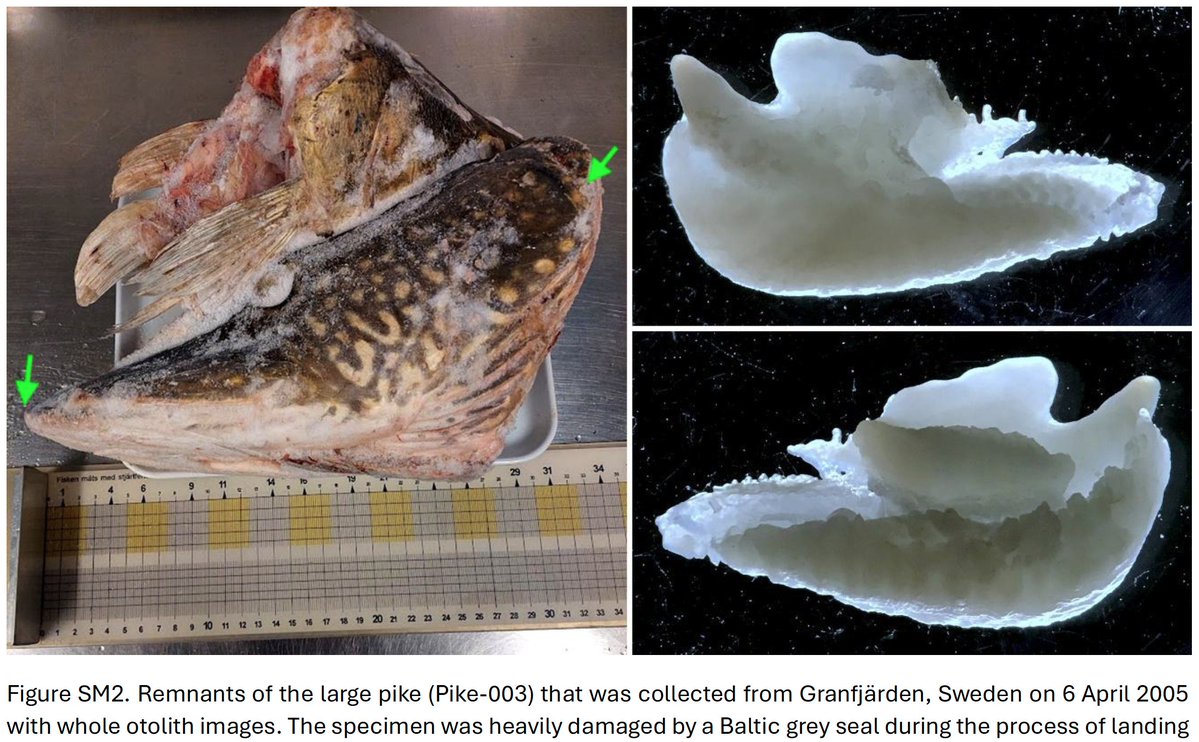 BombsAndFish's tweet photo. BALTIC SEA &amp; BOMB RADIOCARBON - First complete Baltic Sea bomb-produced radiocarbon chronology and use in testing fish age is released. Otoliths of Baltic herring, sprat, cod, pike, pikeperch provided key discoveries that point follow-up research. OA - https://t.co/jDot3ip47b https://t.co/Yfco6d6NE5