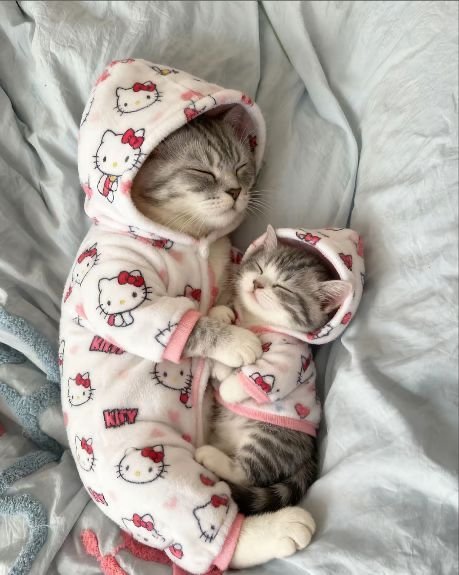 TheCatsX's tweet photo. https://t.co/ppbZGf8e7e