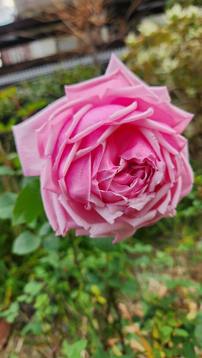 今日キレイだったバラ🌹 #ラ・フランス ようやっとここまで開きました