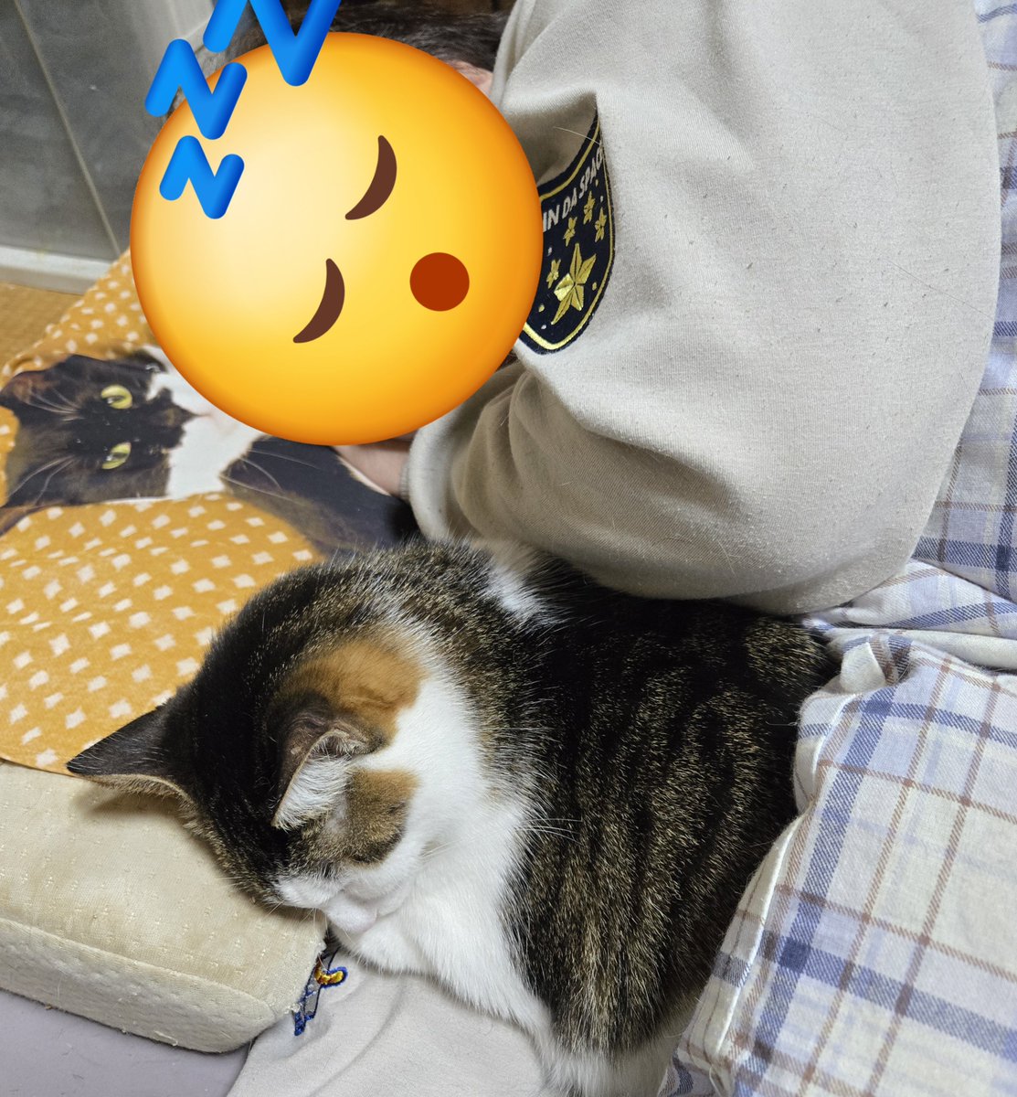 dolphinkicks's tweet photo. カミさんに添い寝するガブちゃん🦖🤭
#ねこ #ねこすたぐらむ #ねこのいる生活 #ねこ写真 #ガブちゃん #猫 #猫スタグラム #猫のいる暮らし #猫写真 #cats #catstagram #catlover #catlife #dolphinkicks #AquaEyes
https://t.co/RBFuWOqmwz https://t.co/1L3WcetsTS
