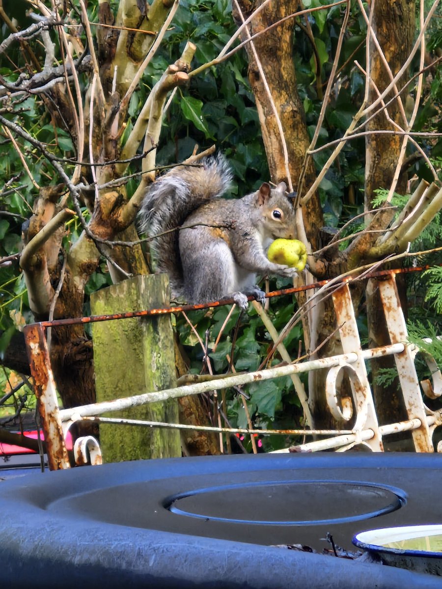 Wizardswell's tweet photo. @Yoni_Live_Once Don't forget an apple a day according to my visiting squirrel! https://t.co/VLzGqpLC4m