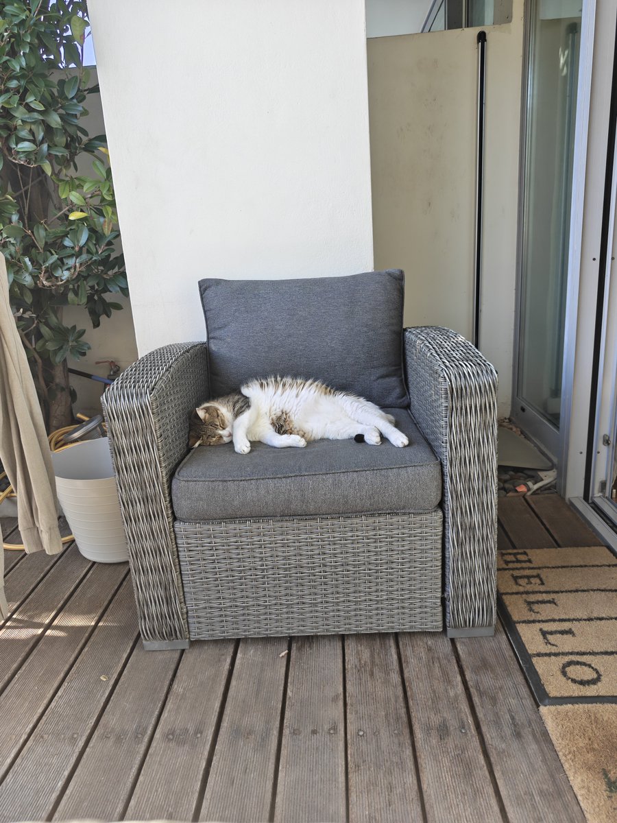 AlexTPet's tweet image. Chilling with the Bois