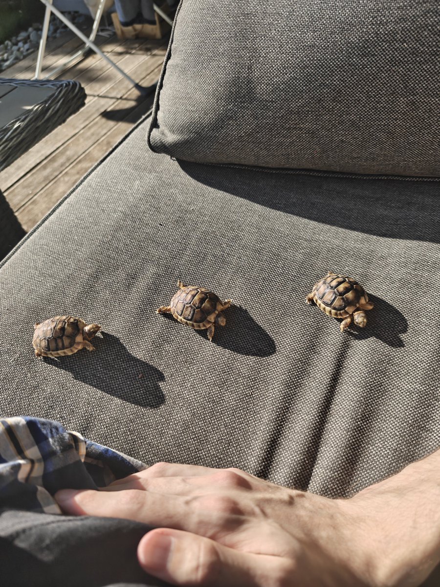 AlexTPet's tweet image. Chilling with the Bois