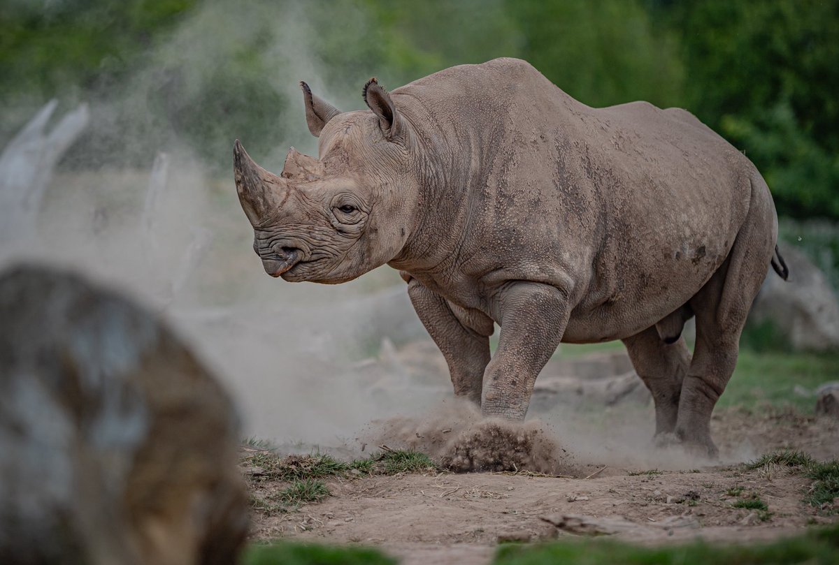 Chester Zoo tweet media