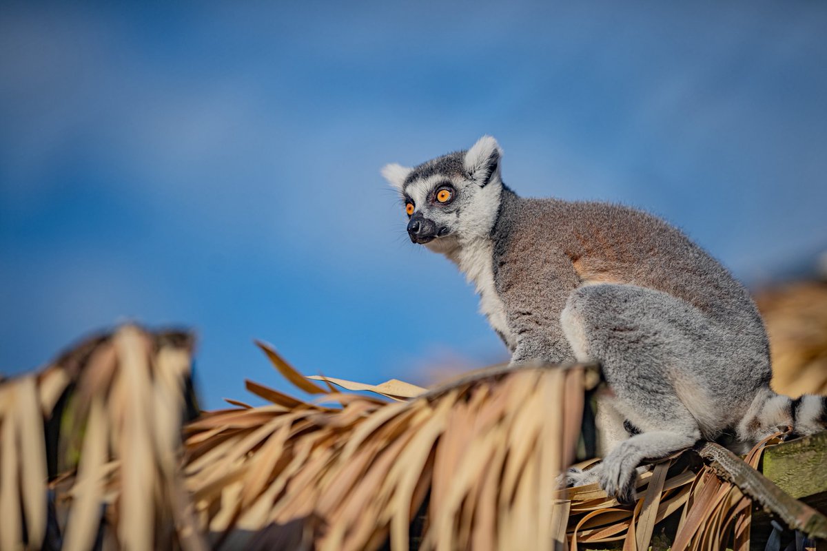 Chester Zoo tweet media