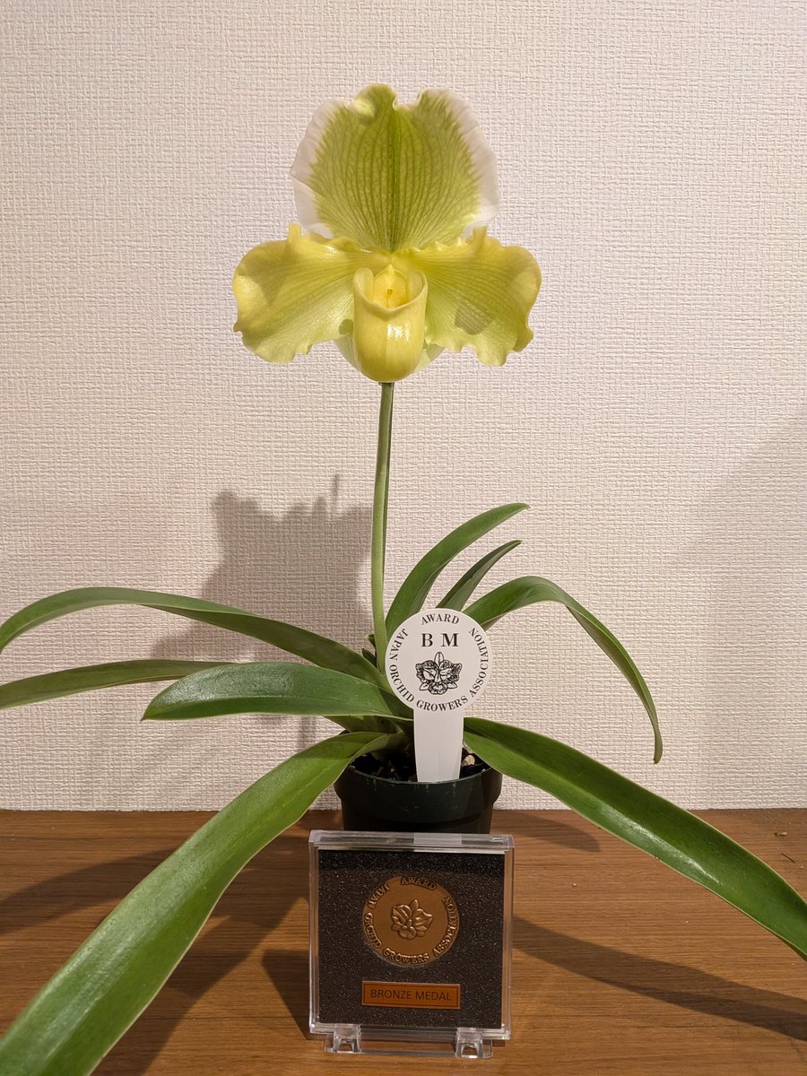 Ringo🍎 (@P_AppleGarden) / Posts / X