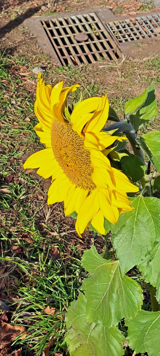 向日葵確認ページ ビッグスマイル 矮性ひまわり | 株式会社ウタネ