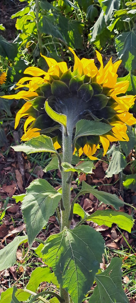 向日葵確認ページ こんばんは😃🌃 かにが沢公園の向日葵は四種類、普通の、小型、茶色