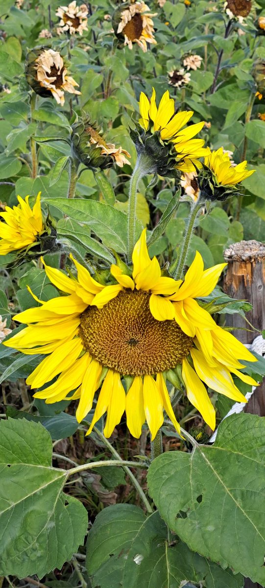 向日葵確認ページ 青空×向日葵 注目の空の写真 ウェザーニュース