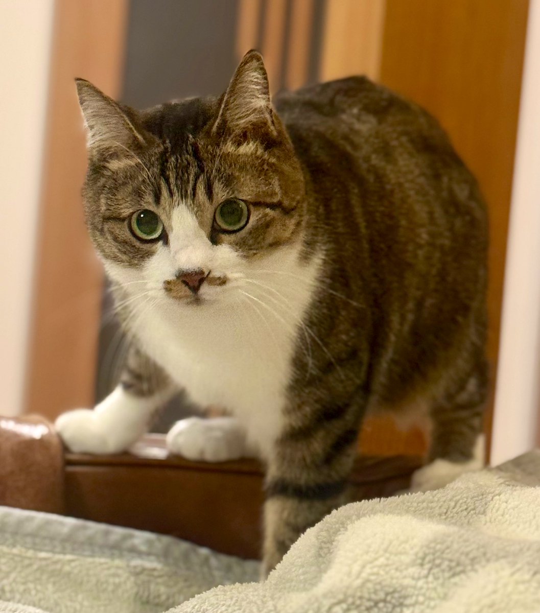 ringotonekosuke's tweet photo. 狙ってます(*ΦωΦ*)
＃猫 #ねこ ＃猫好きさんと繋がりたい ＃猫をTLに流しちゃおう ＃猫との暮らし   #ふーこのまいにち https://t.co/uImTWmuEH1
