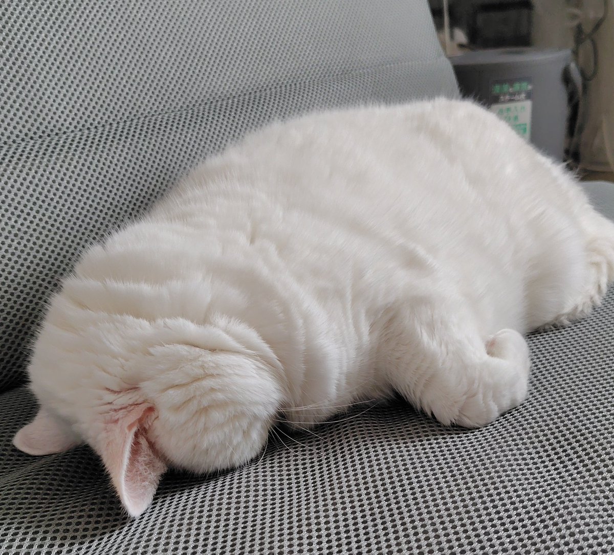 苦しくないの？😂