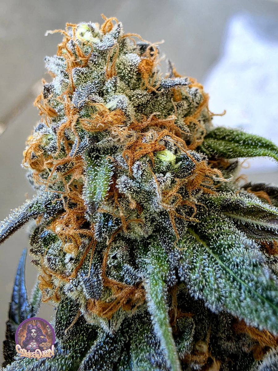 Happy Weed Wednesday you jive turkeys. Cadillac Rainbows is the strain of the day. Enjoy. #cannabisculture #CannabisCommunity #StonerFam #Mmemberville