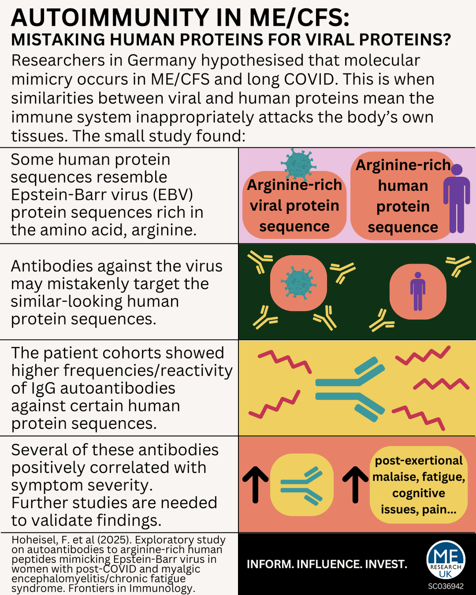 Researchers propose that In ME/CFS and long COVID, autoimmunity may occur in which the immune system attacks the body's own tissues as well as the virus due to molecular mimicry.

Read more: tinyurl.com/yck56878