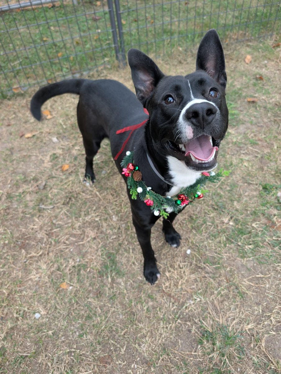 🚨 URGENT Thurs 12/18 🚨

⏰ Shadow needs a HOLD by 1PM THURSDAY or he will lose his life 💔

💙🐶 Shadow #A2048584
1 year old Catahoula mix | 42 lbs | HW negative

Volunteer notes: Shadow is a calm, gentle sweetheart with the perfect mix of playful puppy energy and easygoing