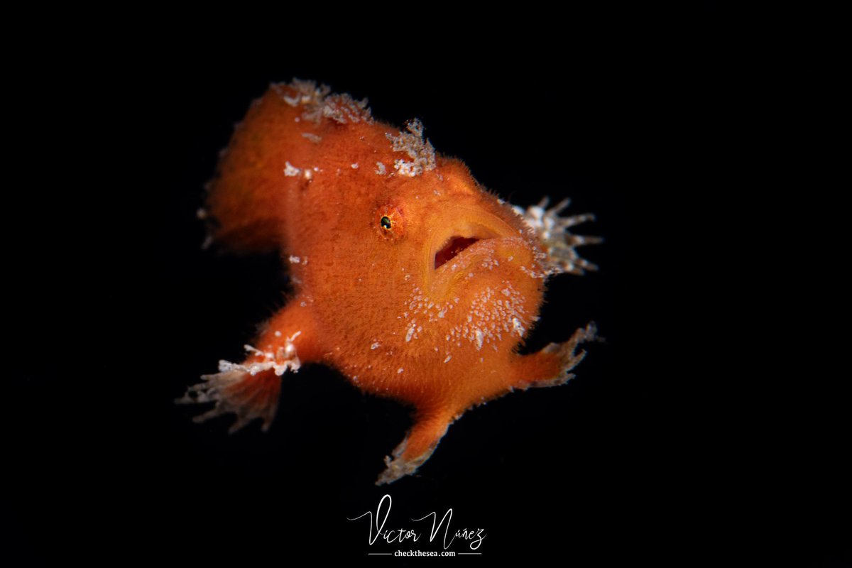 Check the Sea tweet media