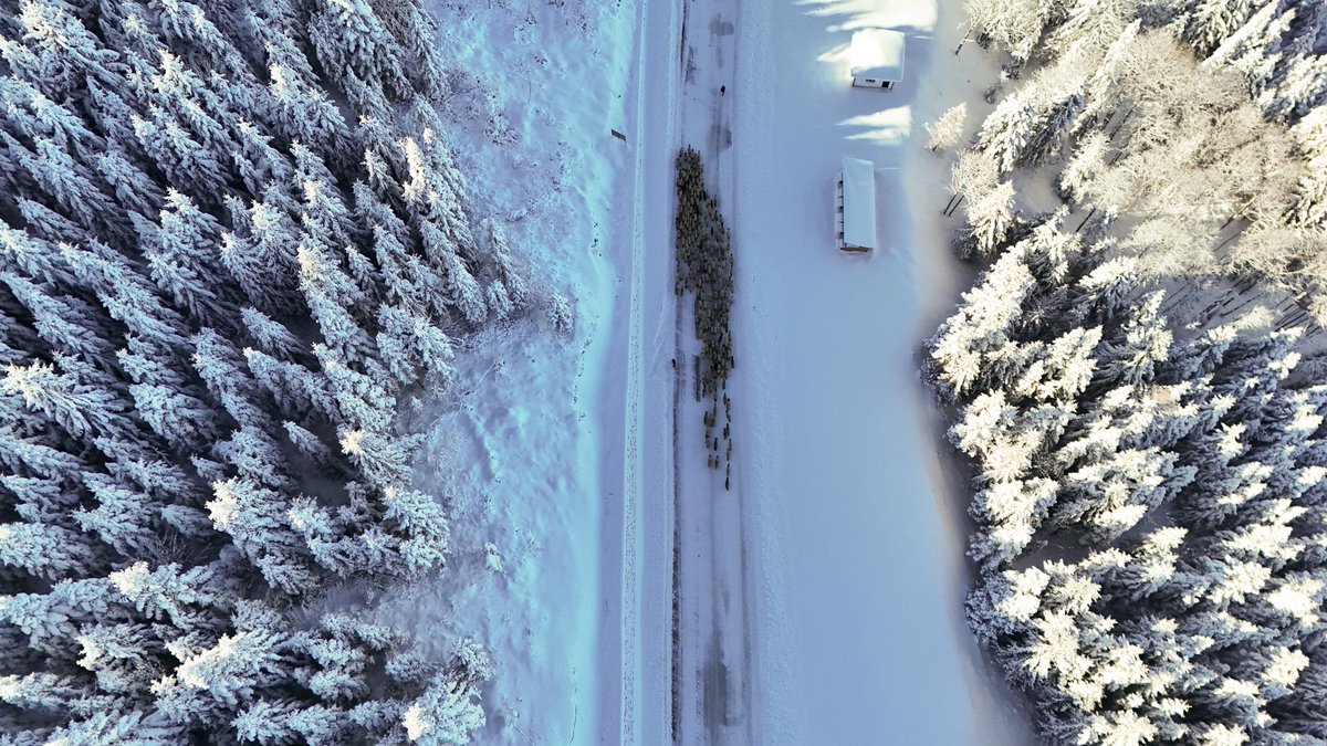 ❄️Ordu'nun Çambaşı Yaylası'nda kış manzarası