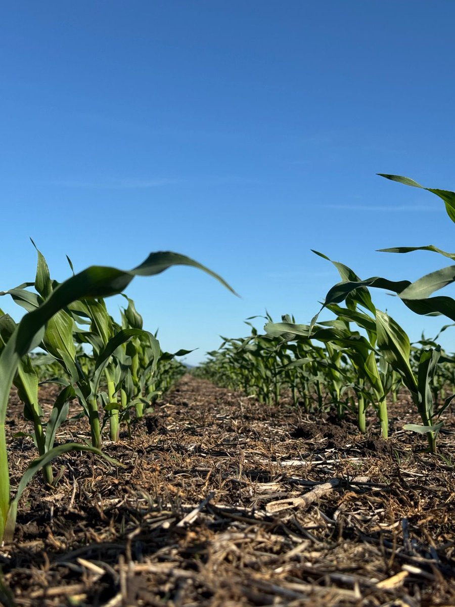 🤠<a href="/Nicelli_Fran/">Francisco Nicelli</a> 
📍San Manuel, prov. Buenos Aires 
🌽 LT 718 VT3PRO
67.000 plantas/hectarea 

<a href="/LaTijeretaMaiz/">La Tijereta Maíz</a> <a href="/Bayer4Crops/">Bayer | Crop Science</a> 
#SomosAGRONOMIA