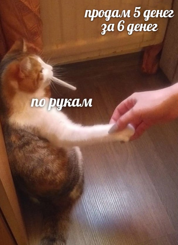 Borsique😺 (@borsique) on Twitter photo 