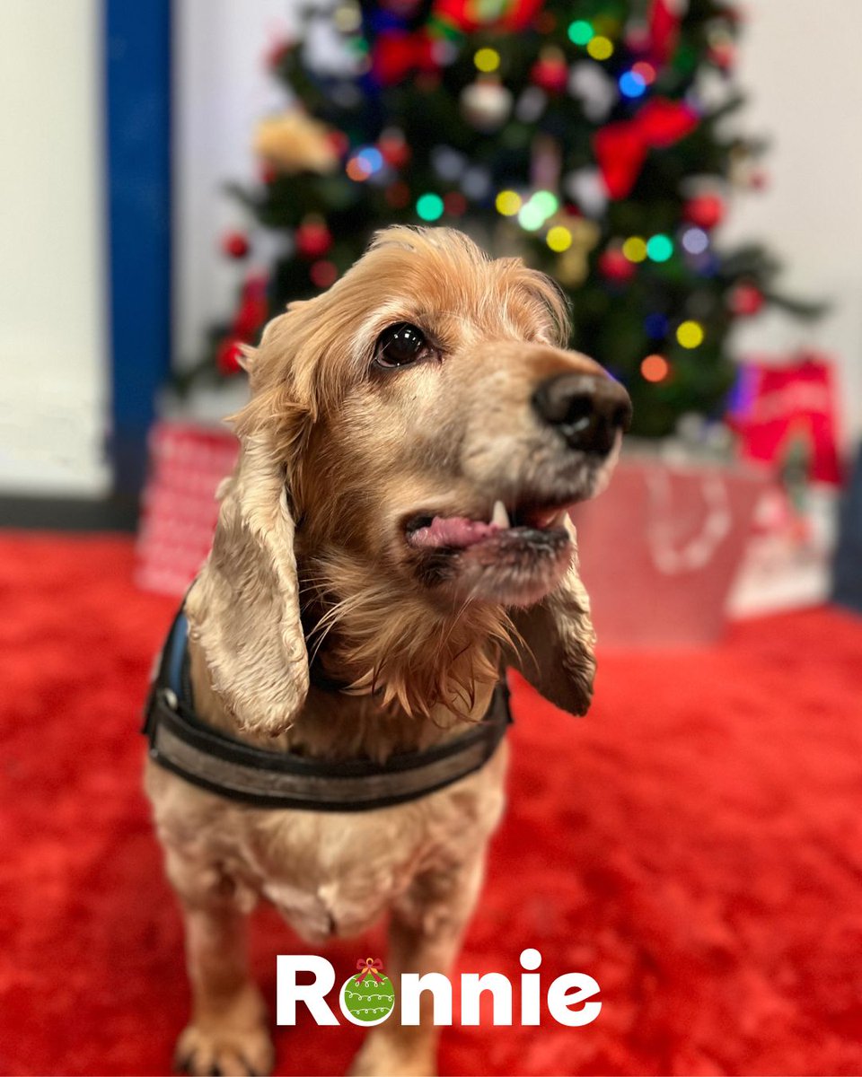 Dogs Trust Merseyside tweet media