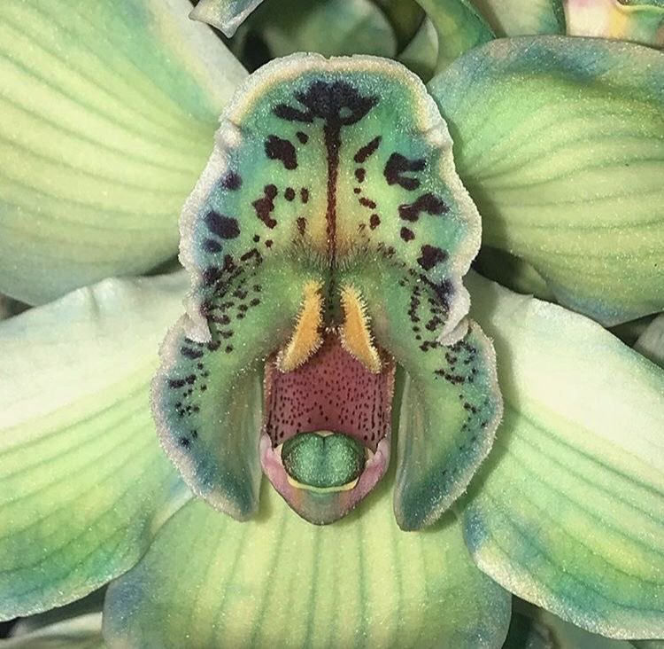 twilightstardew's tweet image. 