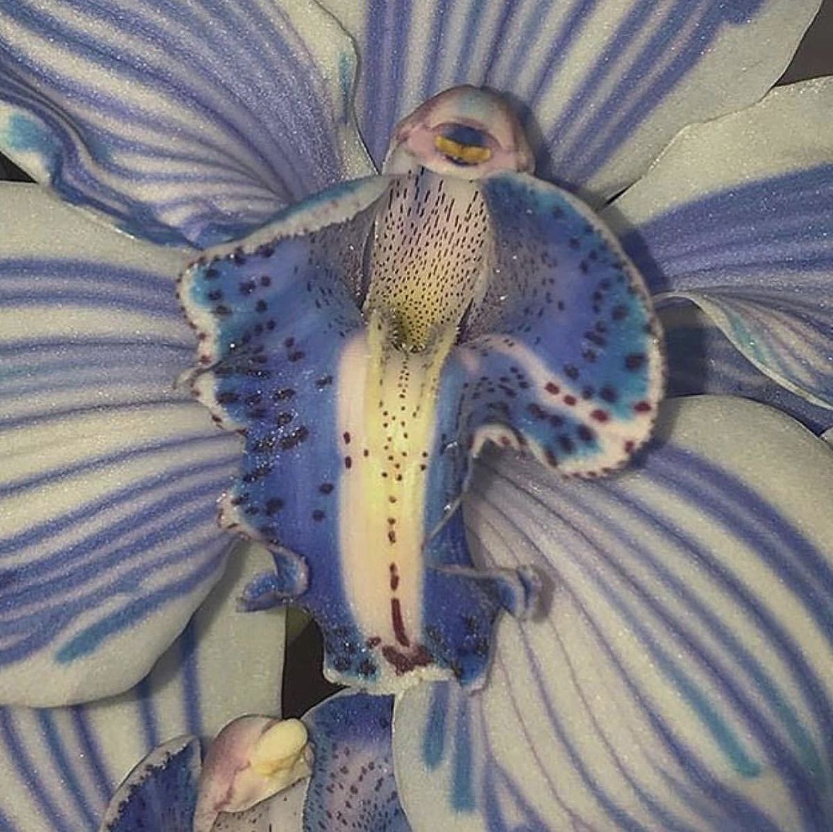 twilightstardew's tweet image. 